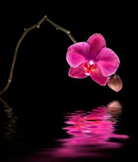 Heizkörper mit Bild - pinke Orchidee